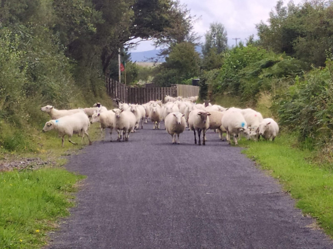 PADDY&NELLY BIKE HIRE-Tours-韦斯特波特必去景点