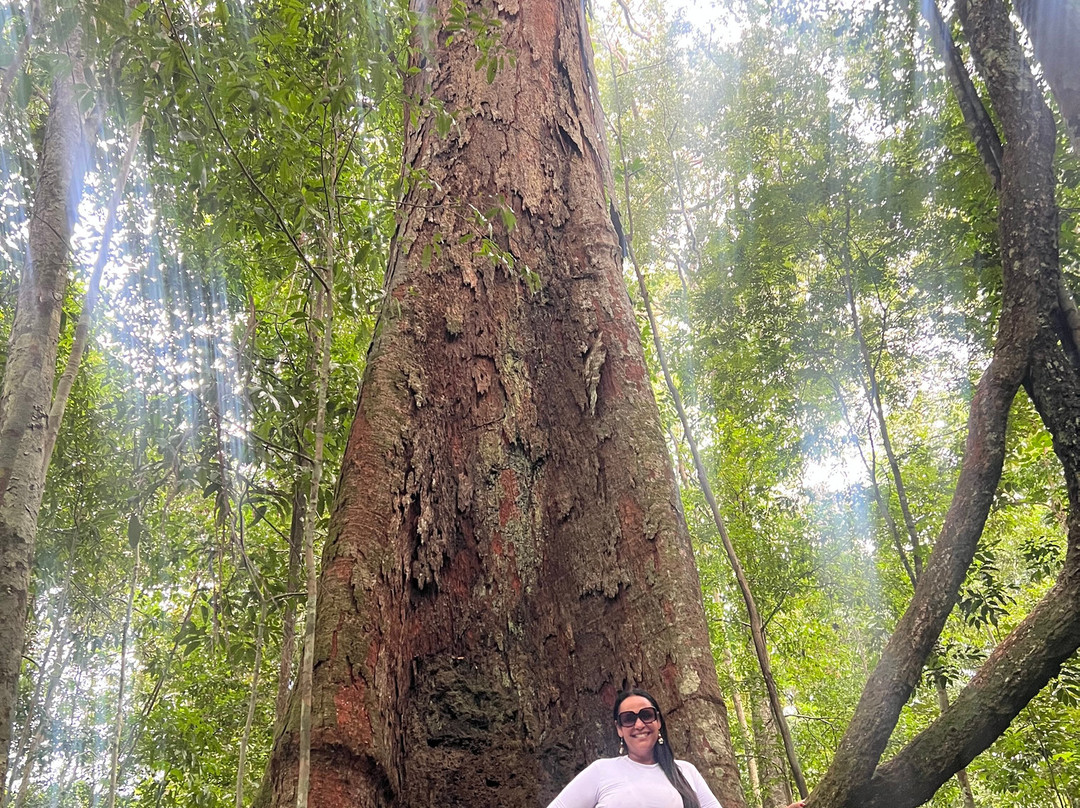 PORANDUBA AMAZÔNIA-玛瑙斯必去景点