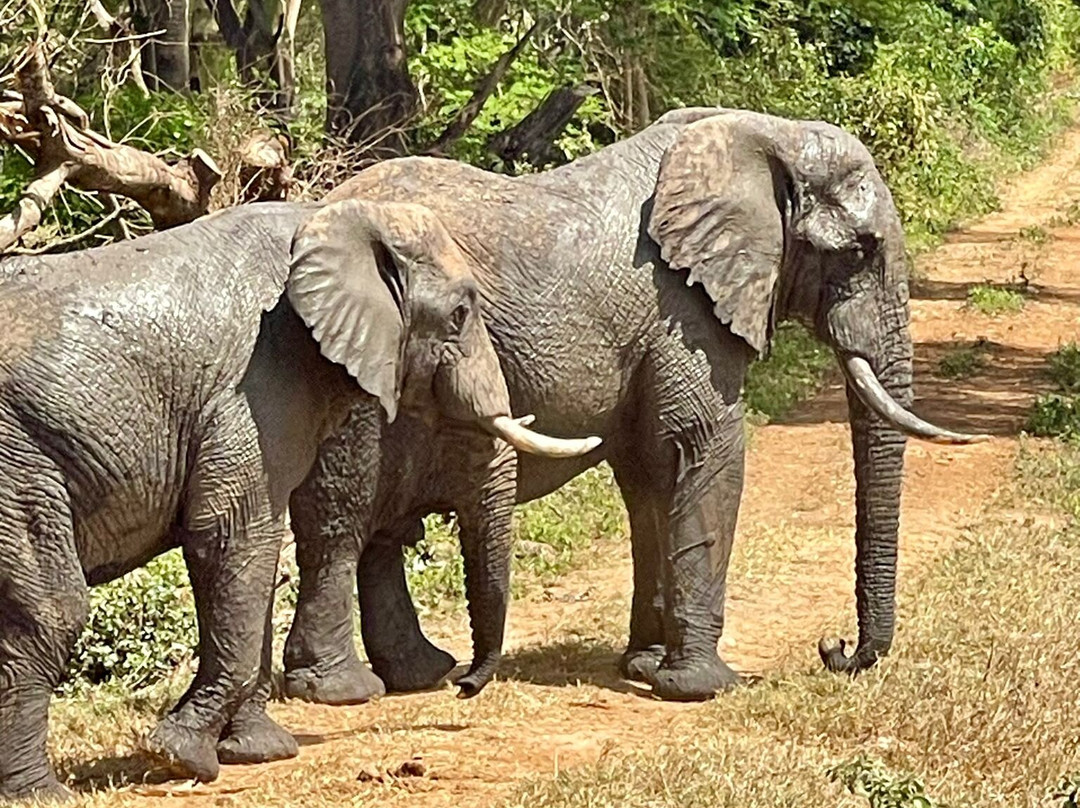 2-Day Safari to Taita Hills Salt Lick-Voi必去景点