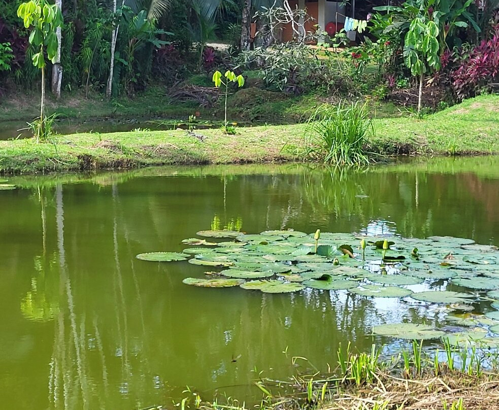 Finca Sura-Puerto Viejo de Sarapiqui必去景点