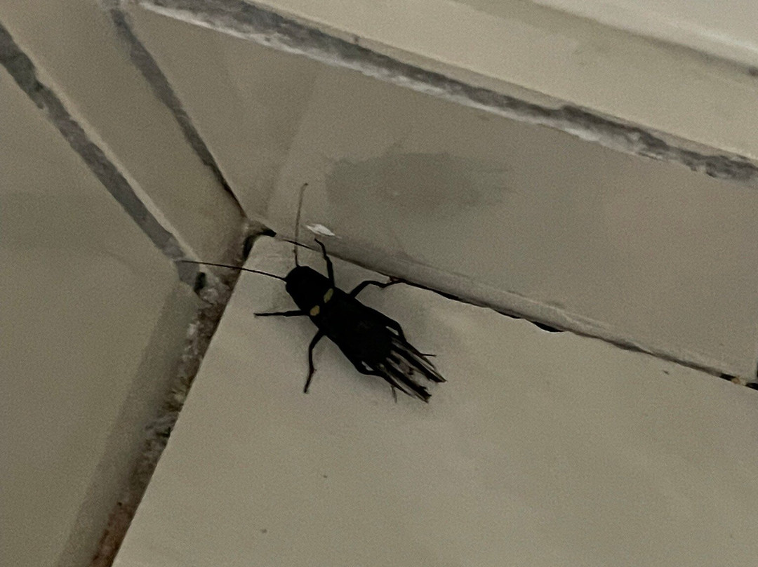 Bella Vista Hotel & Apartments主图