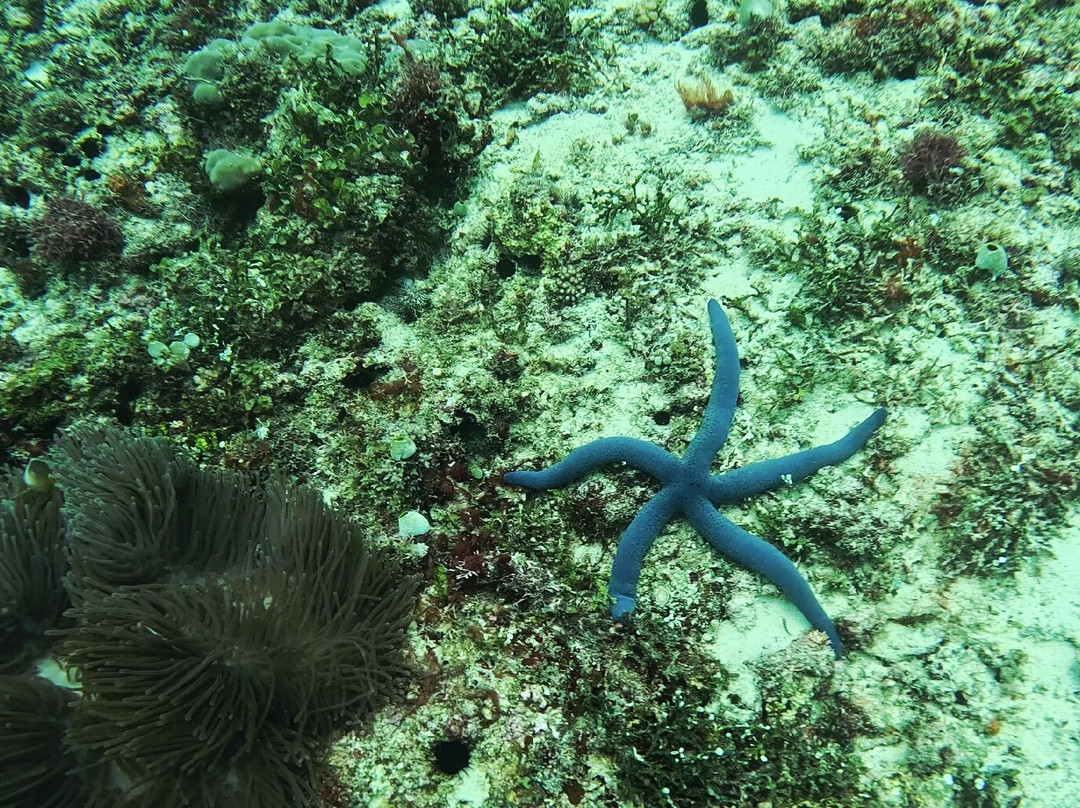 Dive Time Zanzibar-Kizimkazi必去景点