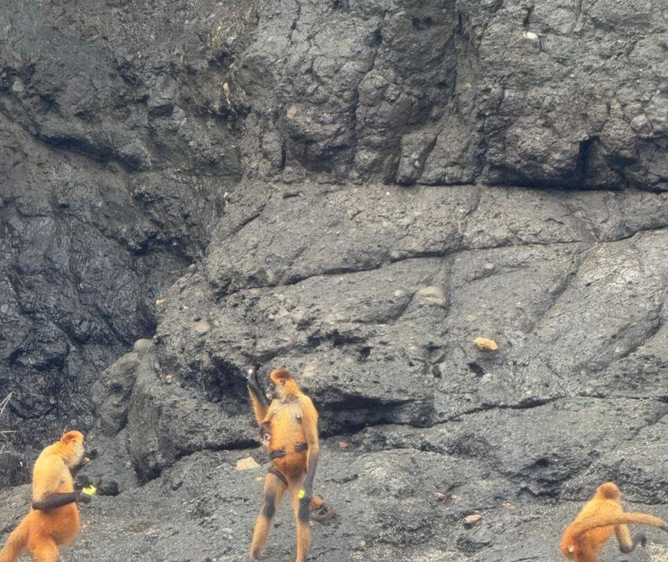 Tortuga Island-彭塔雷纳斯必去景点