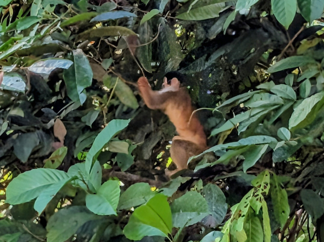 Mangrove Boat Tour-克波斯必去景点