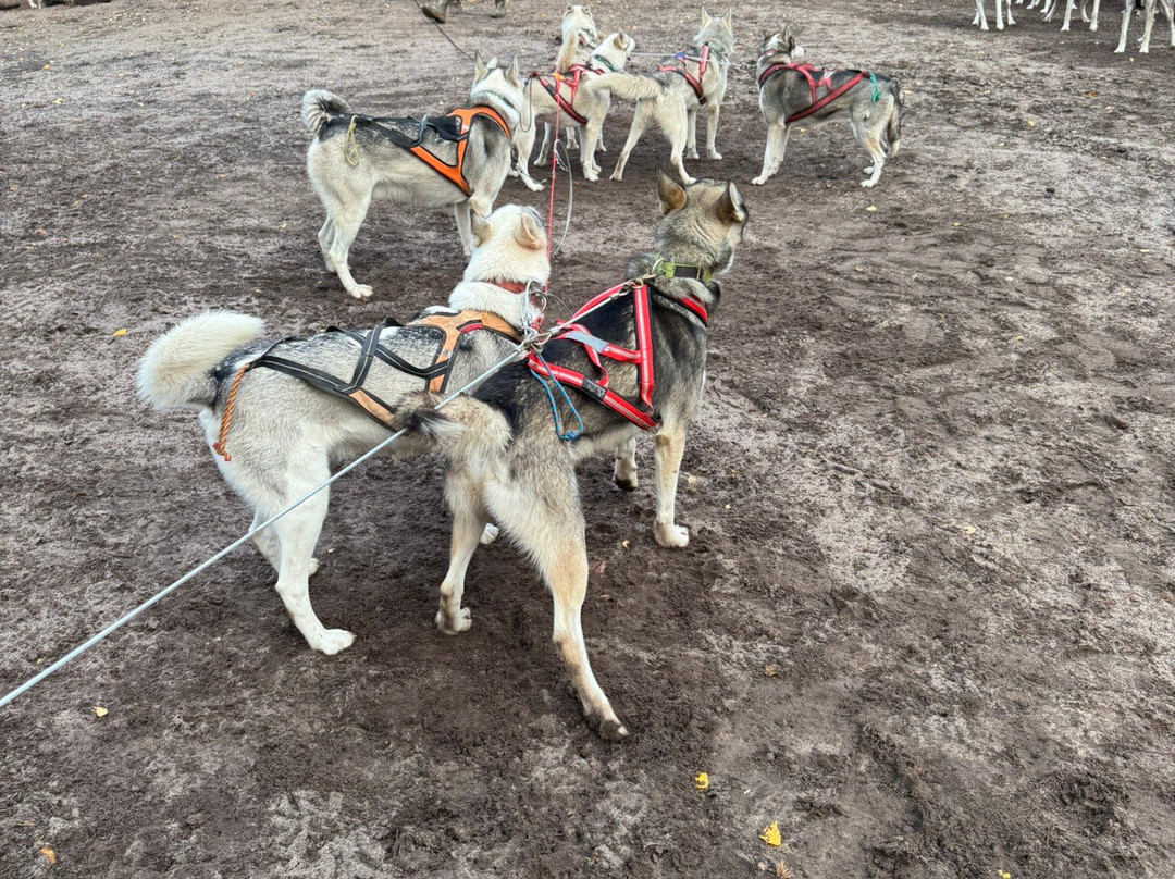 Arctic Borealis Huskies-Ranua必去景点
