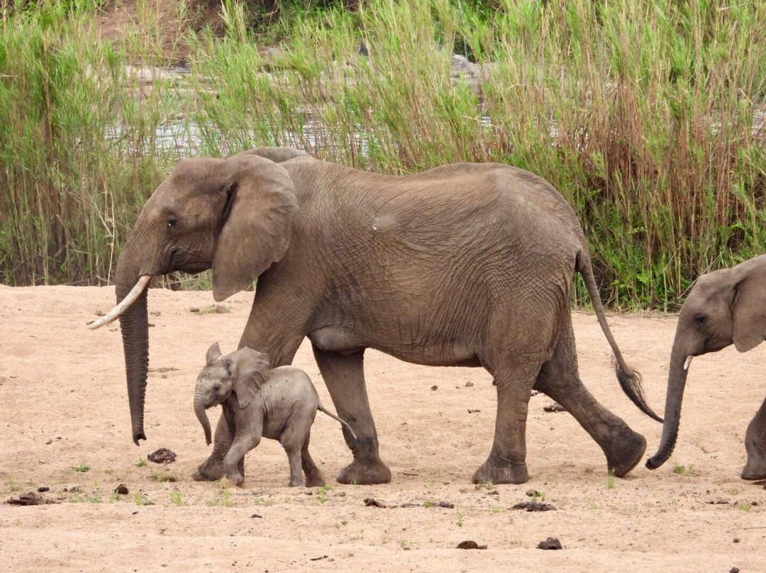 Southern Kruger Safaris-玛洛斯帕克必去景点