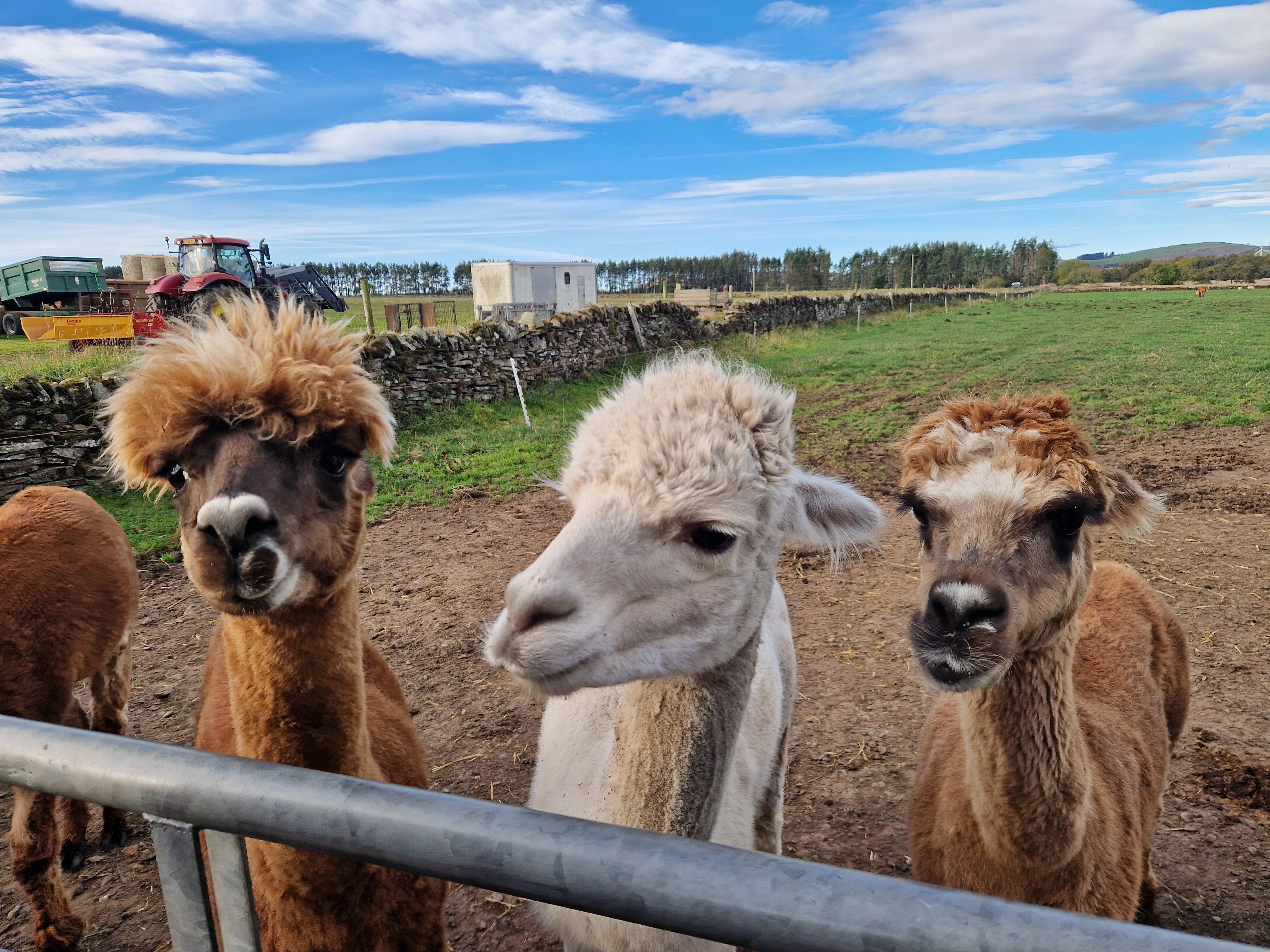 Newton Farm Holidays & Tours-官方