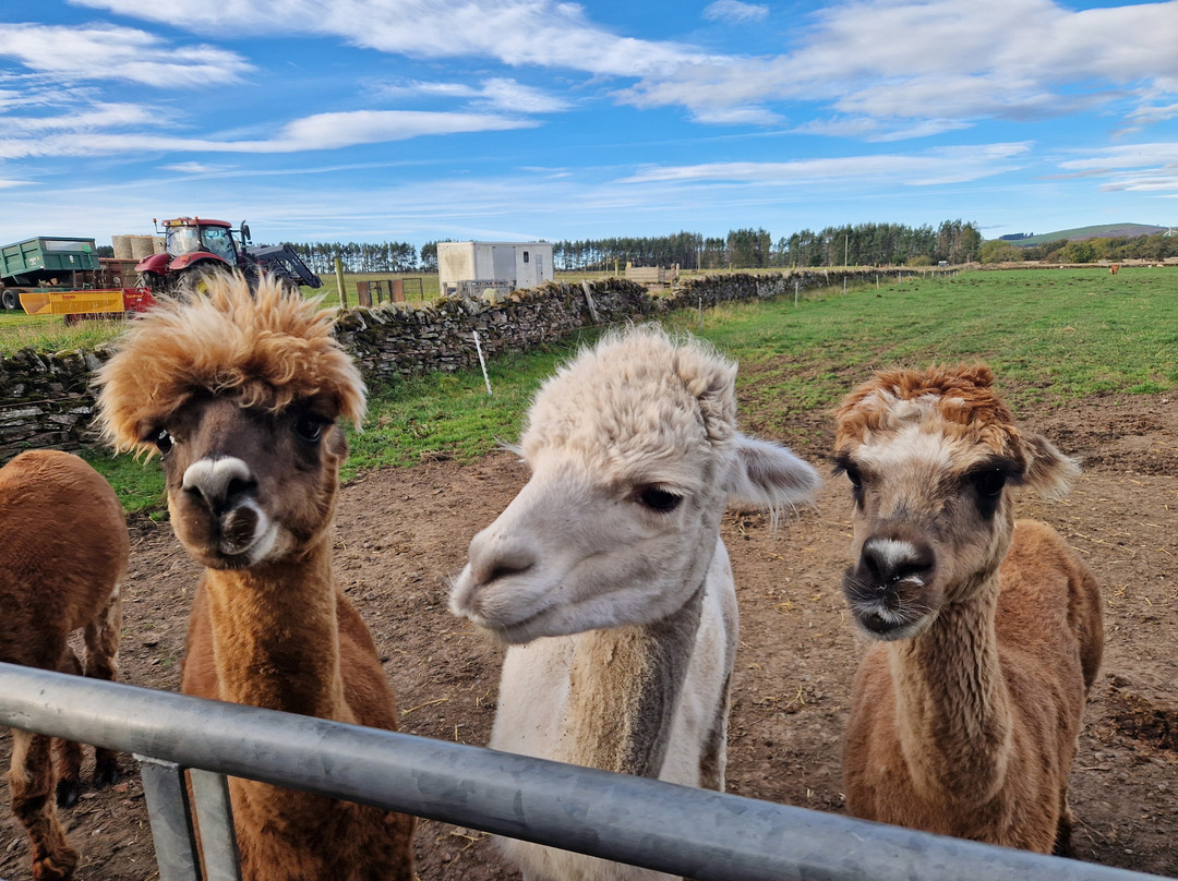 Newton Farm Holidays & Tours主图