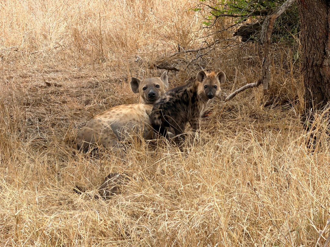 Bushbaby Tours And Transfers-霍德斯普鲁特必去景点