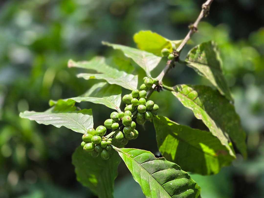 Plantage de Grote Tuin-Kalibaru必去景点