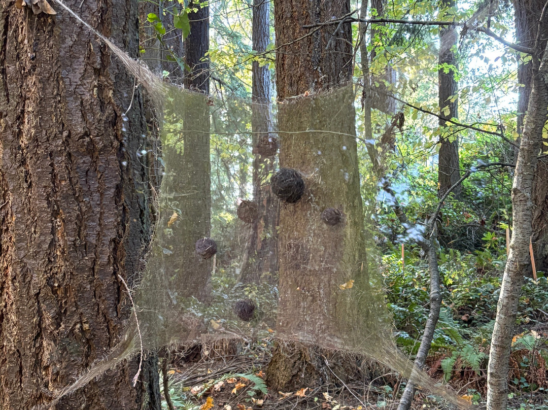 Port Angeles Fine Art Center-安吉利斯港必去景点