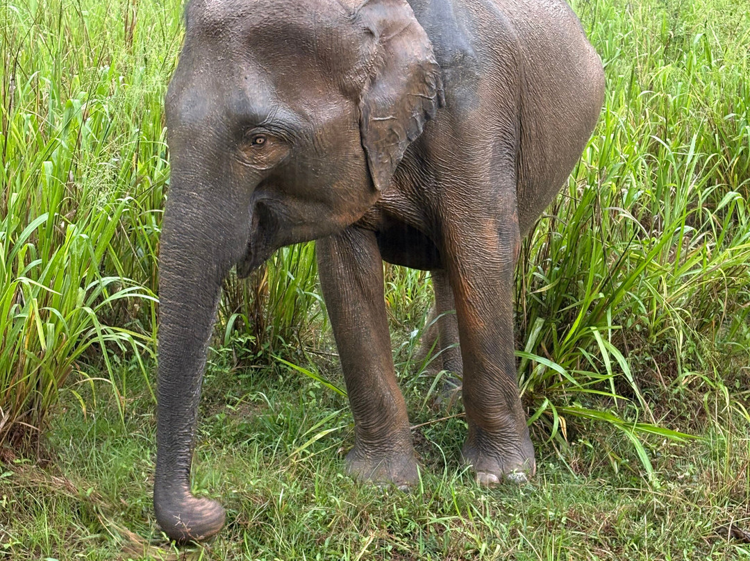 Kalum Jeep Safari-哈巴拉娜必去景点