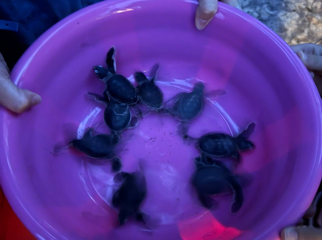 Rimbun Dahan Turtle Hatchery