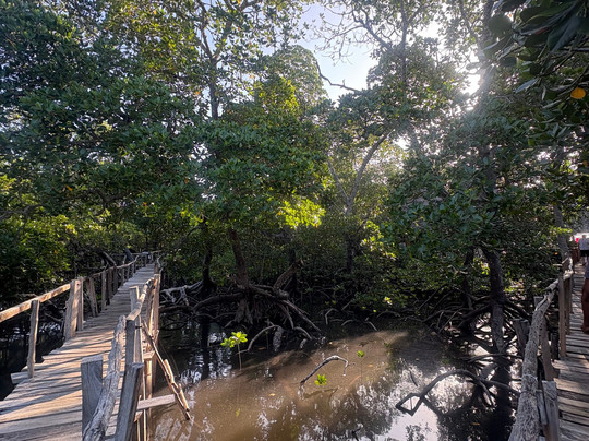 Kenya Safari Lion-瓦塔木必去景点