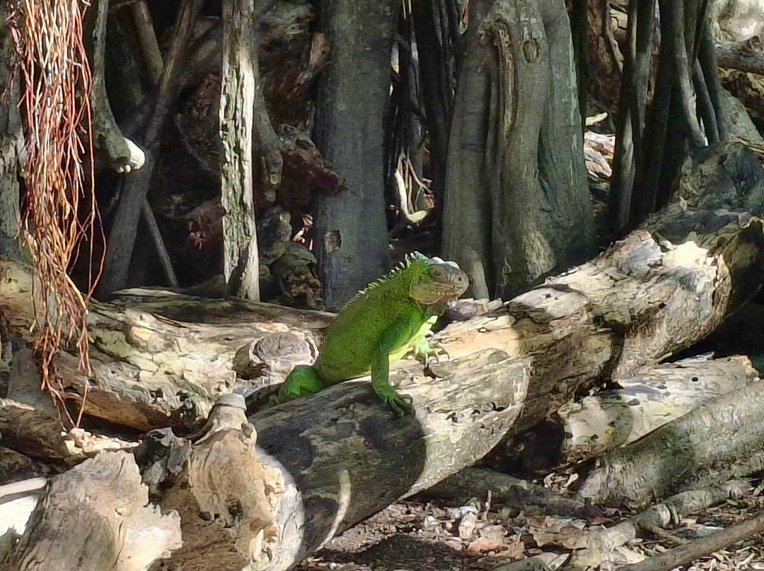 Balade du Soleil-Le Francois必去景点