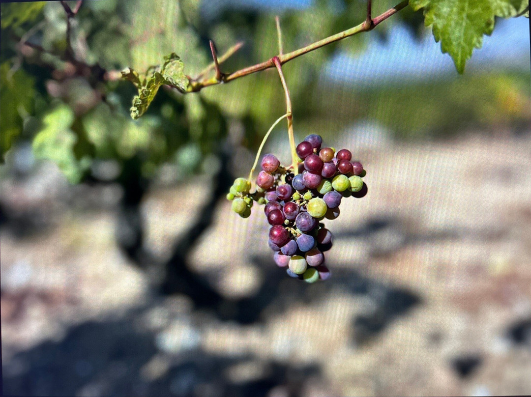 Bodega Tr3smano-Padilla de Duero必去景点