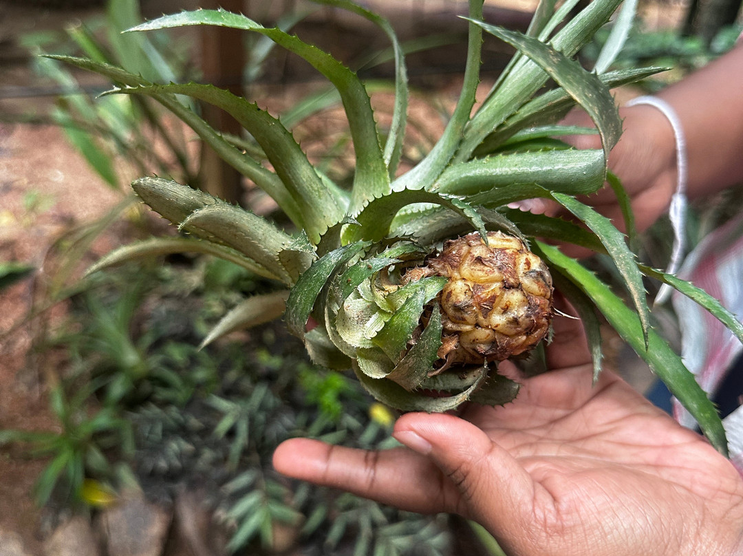 Kandy Spice Walk-康提必去景点