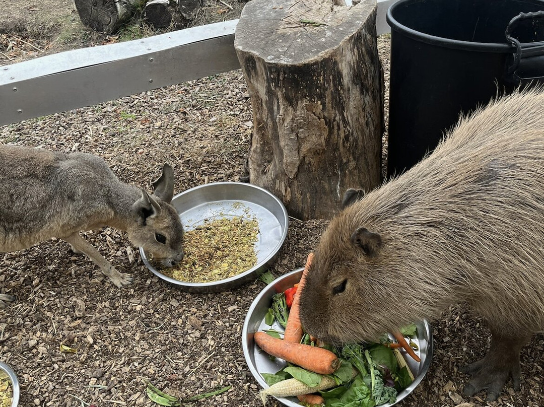 Shepreth Wildlife Park-Shepreth必去景点