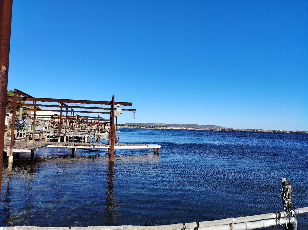 L'huître Musicienne