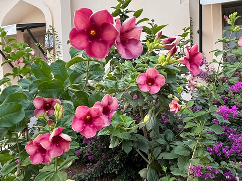 The Fern Sattva Resort Little Rann of Kutch, Series by Marriott