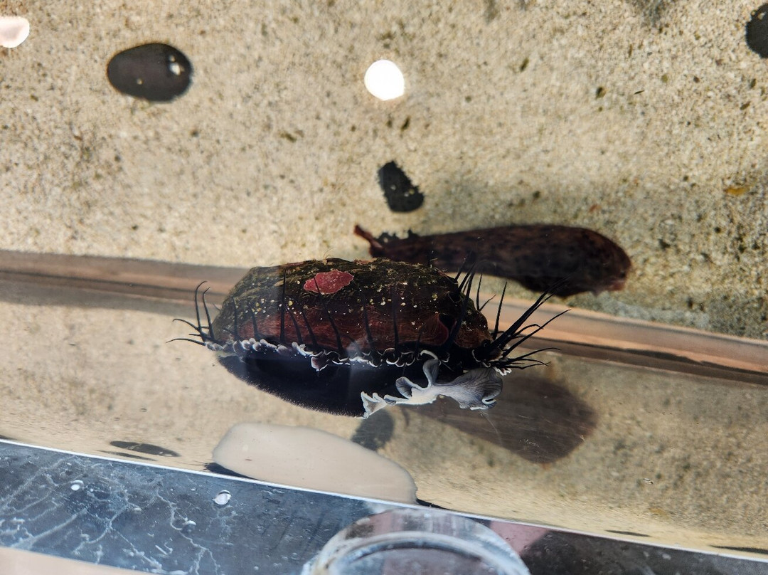 The Bailey-Matthews National Shell Museum & Aquarium-萨尼贝尔岛必去景点