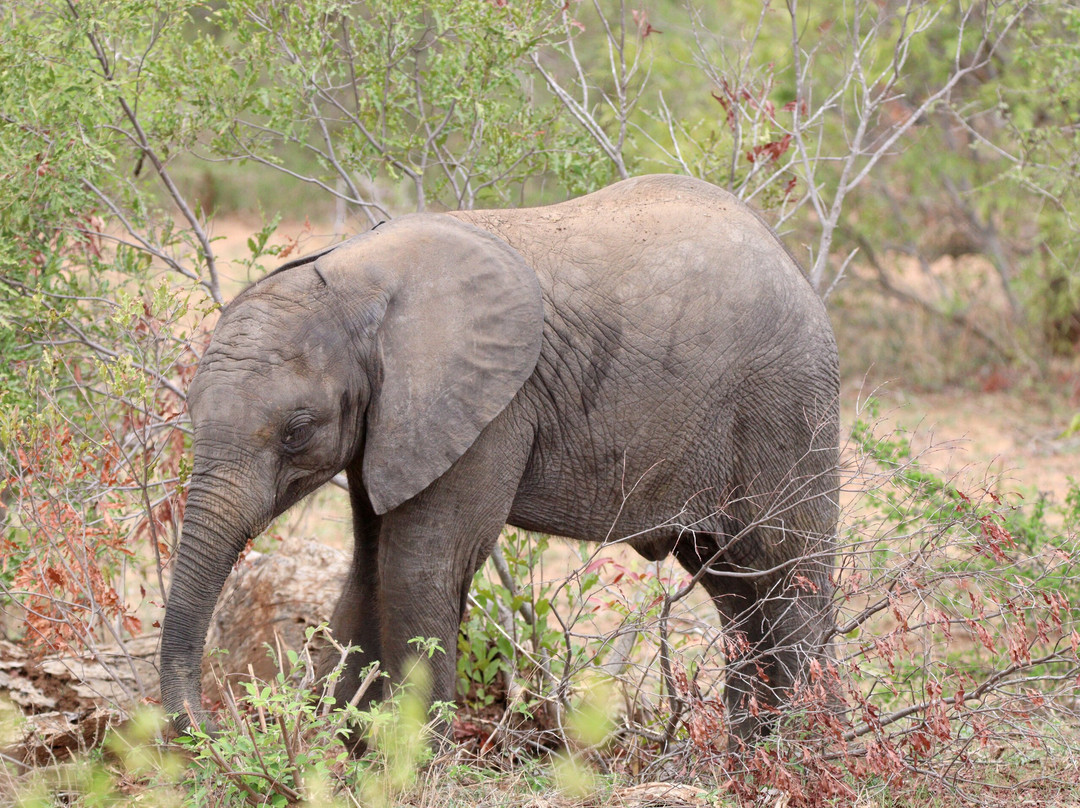 Lion Roar Safaris-尼斯普鲁特必去景点