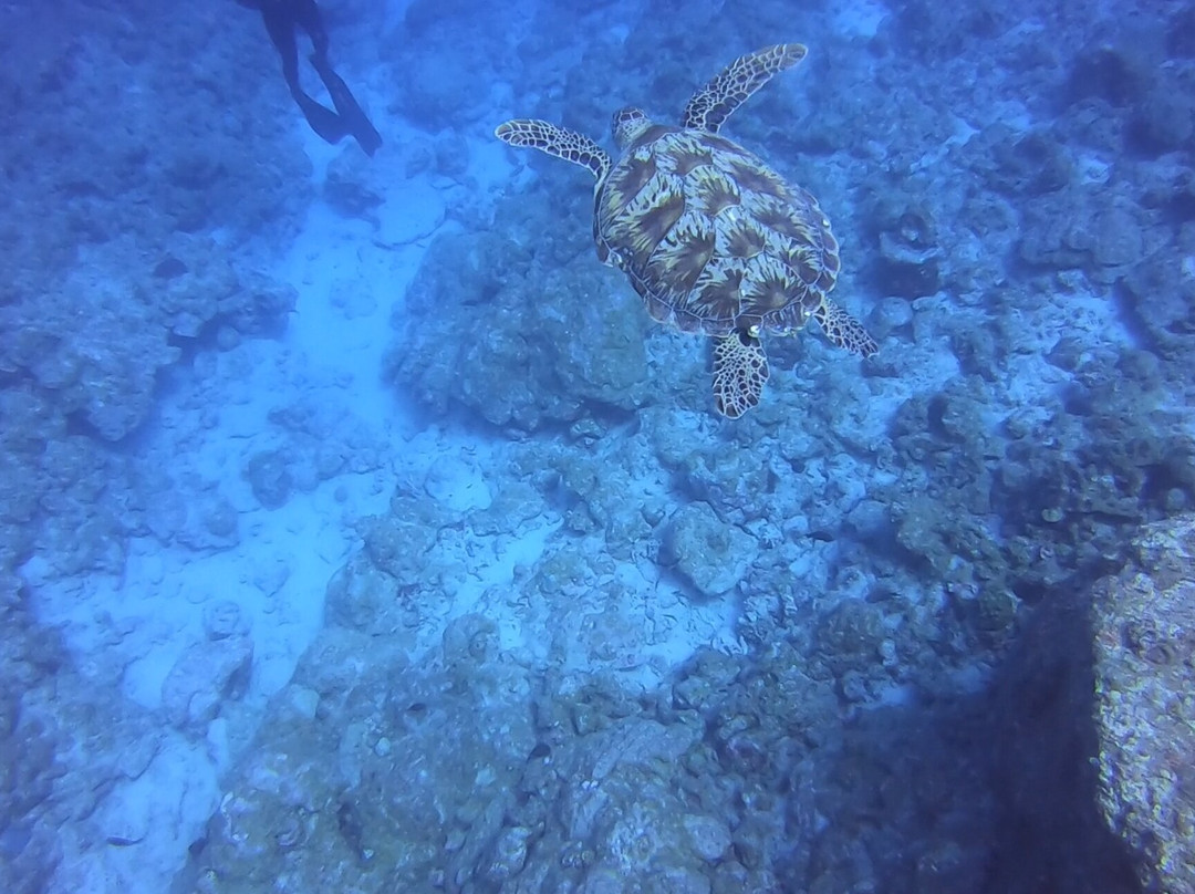 Dive Spirit Mauritius-卓欧毕雪必去景点