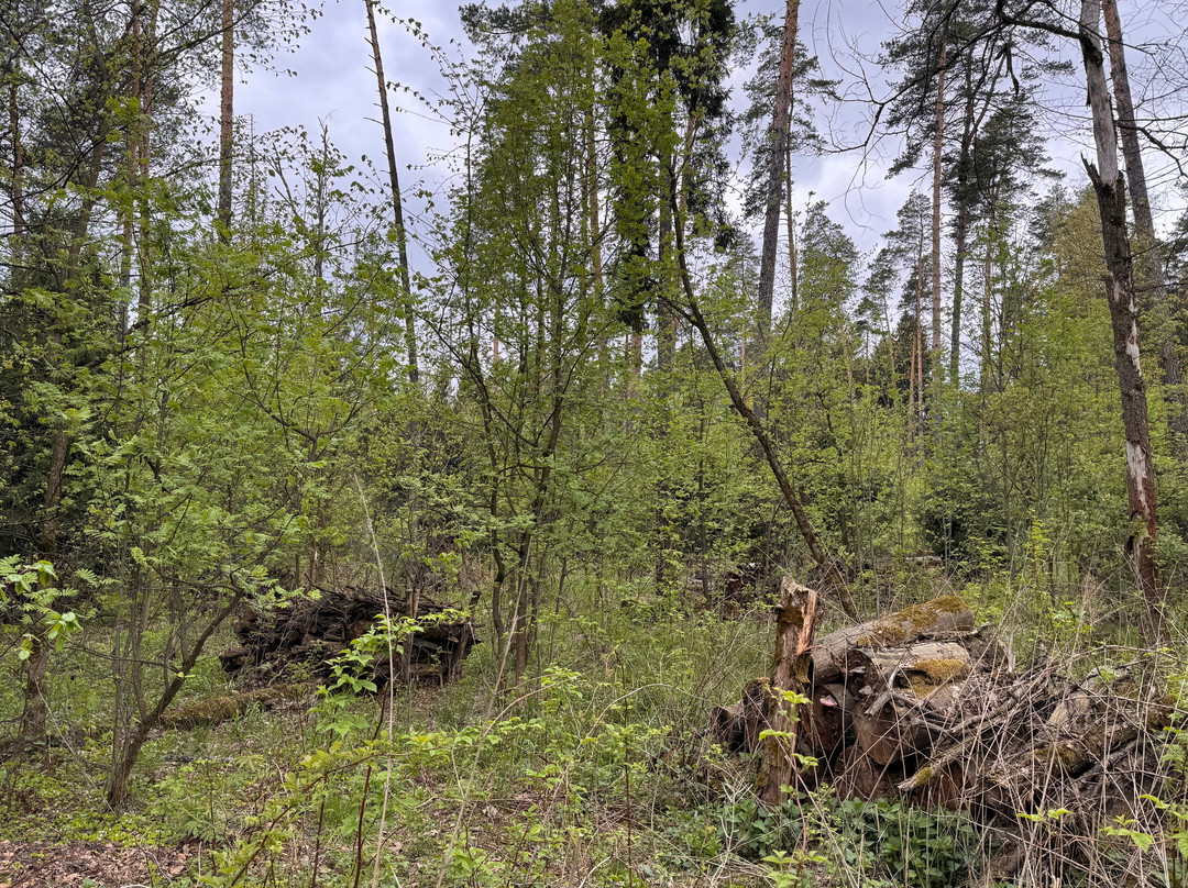 Gorenskiy Lesopark-Balashikha必去景点