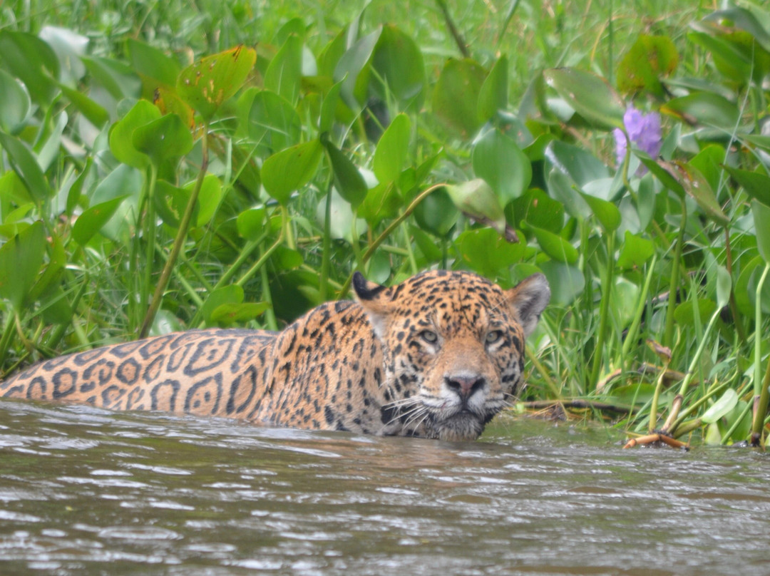 Wildlife Pantanal Tours-Cuiaba必去景点