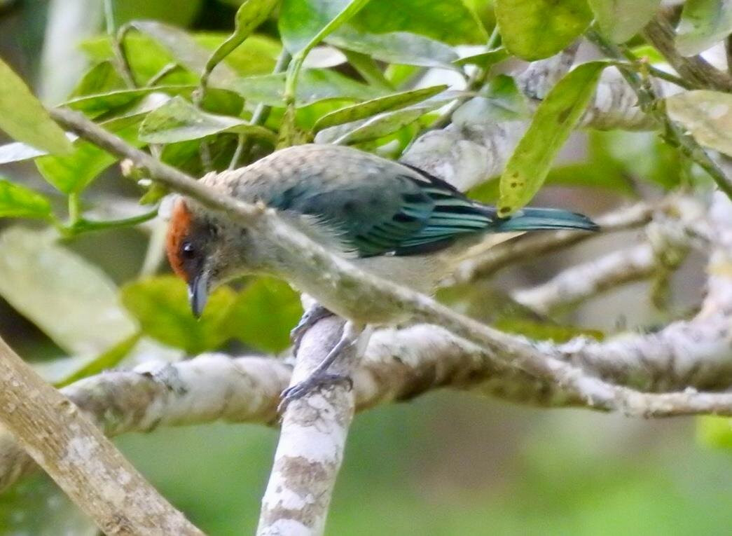 Hacienda El Paraíso-El Cerrito必去景点