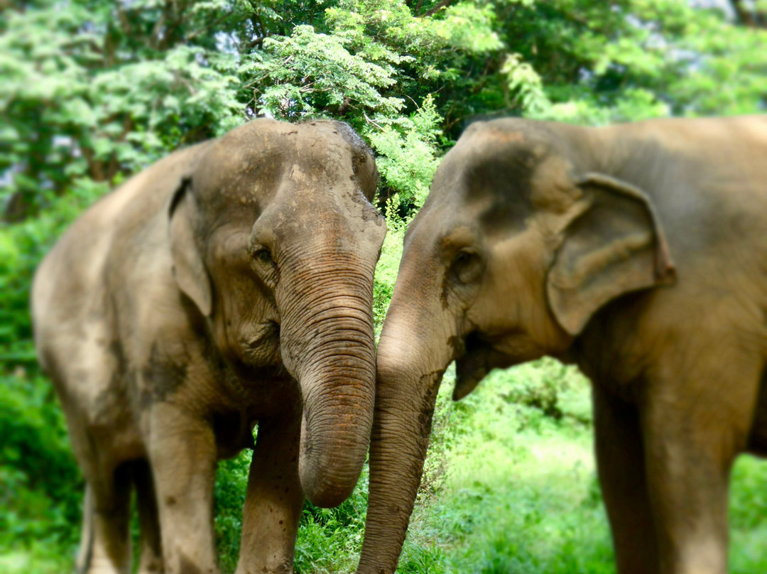 Somboon Legacy Foundation-Klon Do必去景点