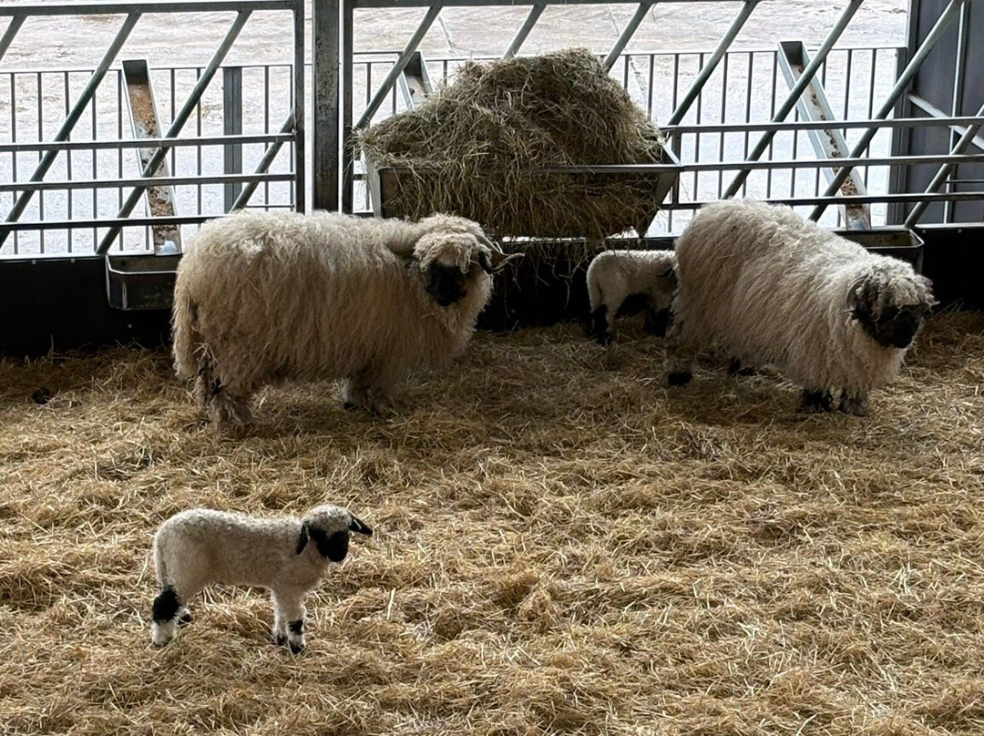 Cannon Hall Farm-Cawthorne必去景点