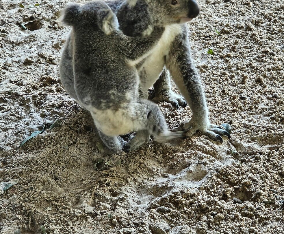 Billabong Zoo Koala & Wildlife Park-麦克夸利港必去景点