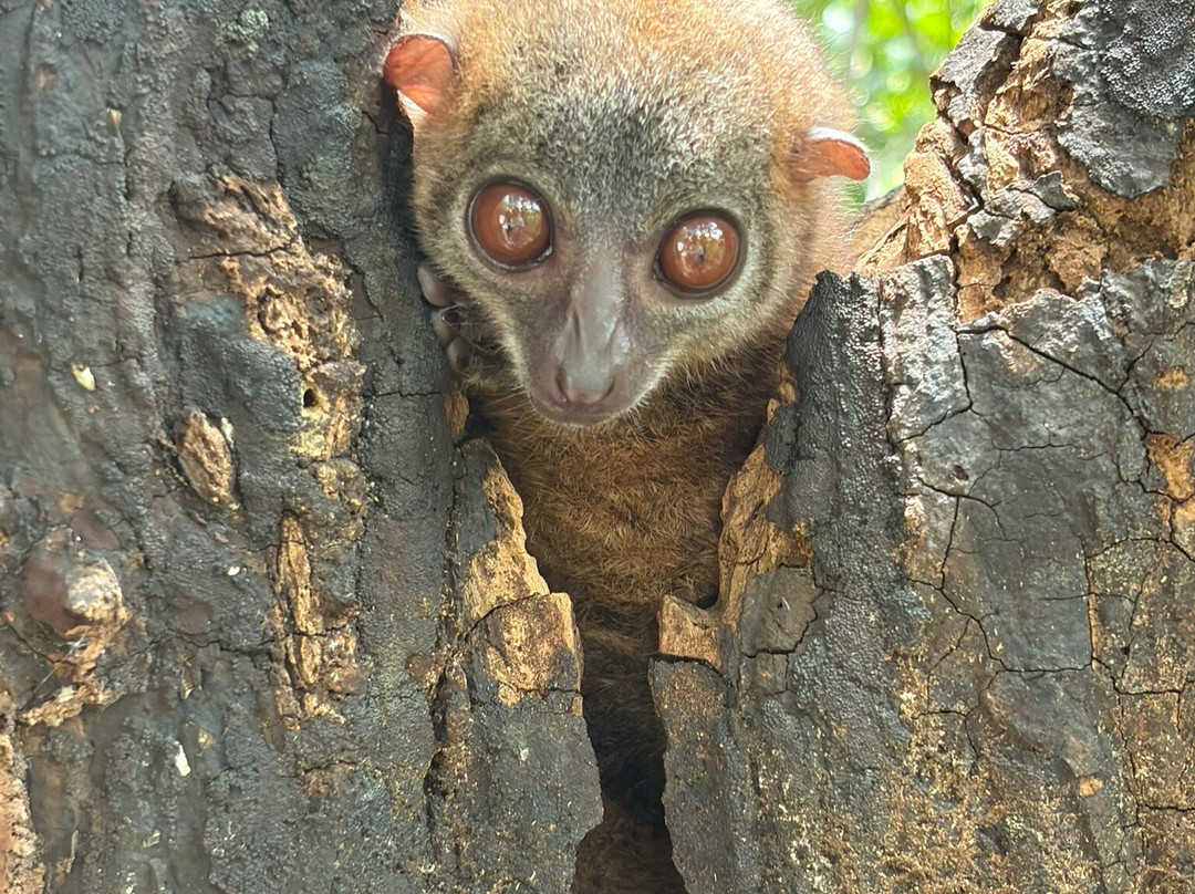 Colours Of Madagascar-Hell-Ville必去景点