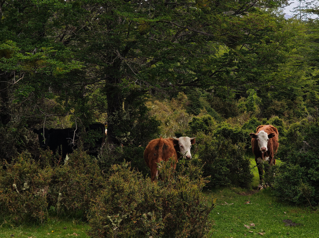 Cimarron Travel-Torres del Paine必去景点