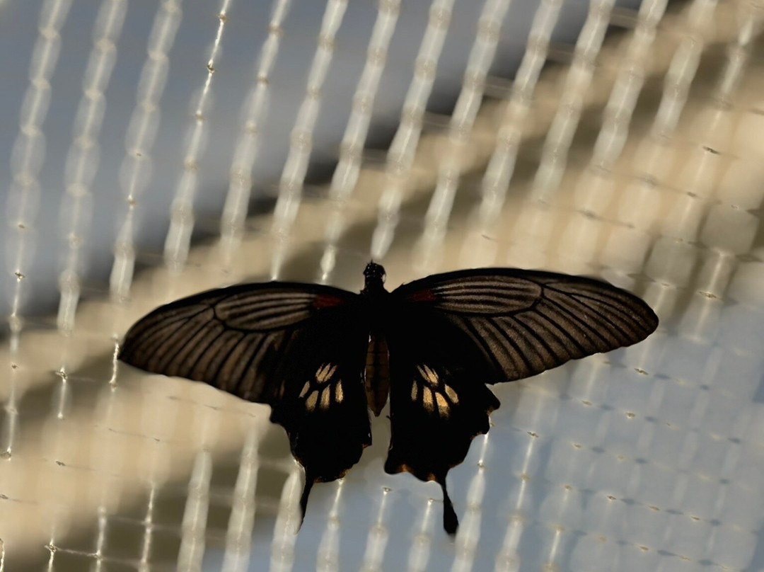 Konya Tropikal Kelebek Bahçesi-科尼亚必去景点