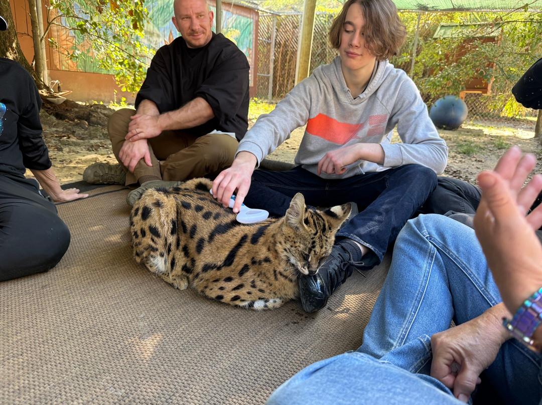 Bear Creek Feline Center-巴拿马城必去景点