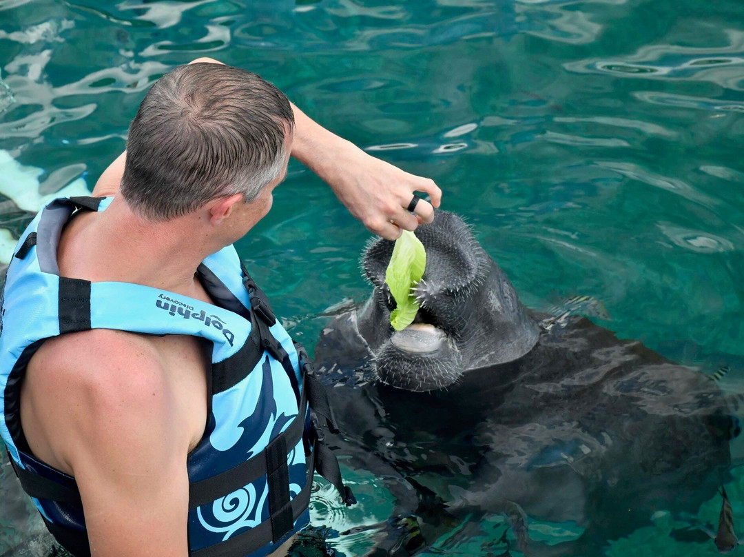 Dolphin Discovery Cozumel-考祖梅必去景点