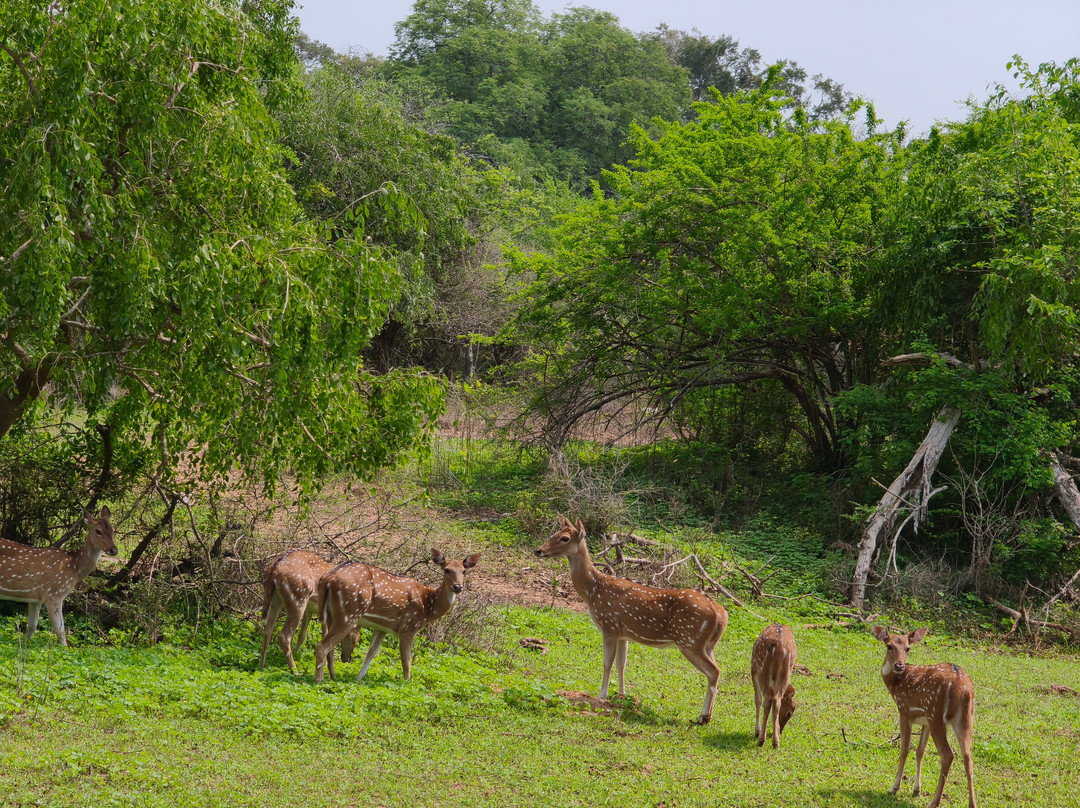 Yala Bundala NPA Safari-蒂瑟默哈拉默必去景点