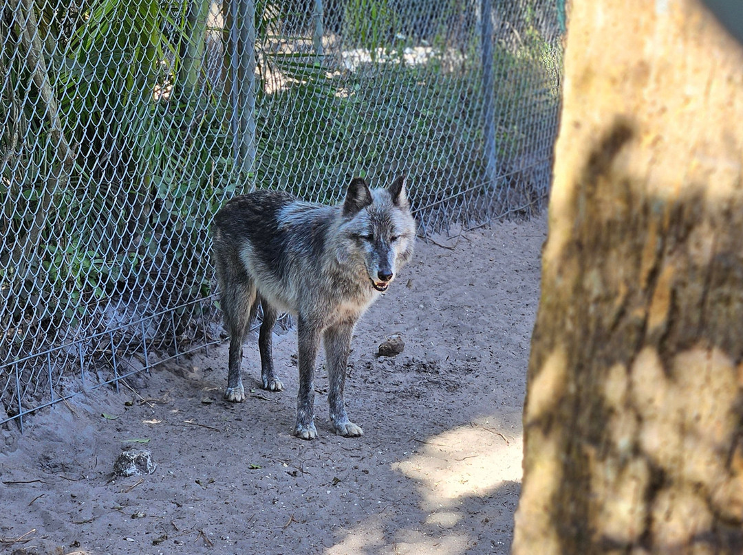 Shy Wolf Sanctuary Education & Experience Center-Golden Gate必去景点