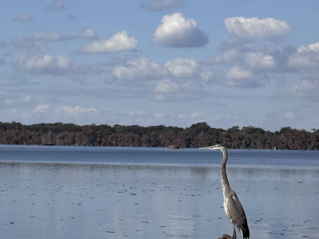 Champagne's Cajun Swamp Tours-布里奥克斯桥必去景点