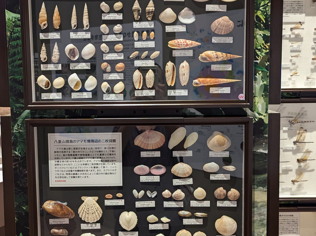 Iriomote Wildlife Conservation Center-竹富町西表岛必去景点