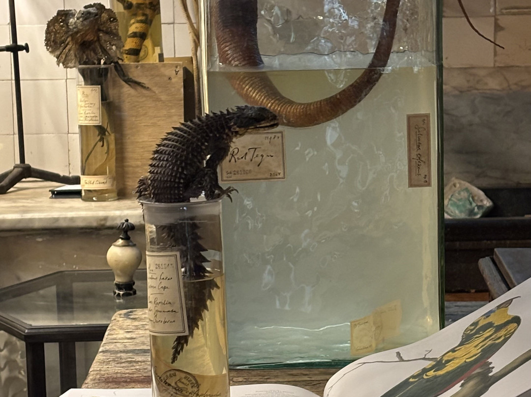 Art Zoo Museum-阿姆斯特丹必去景点