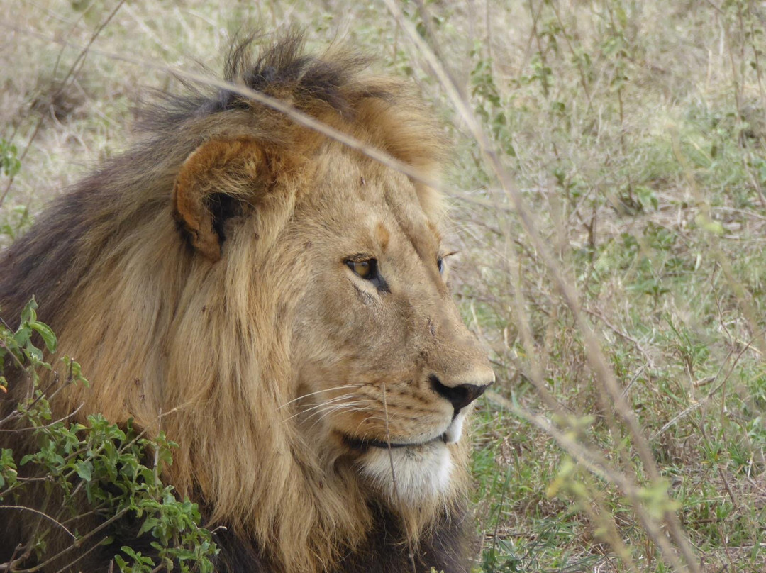 Monkey Adventures-莫西必去景点