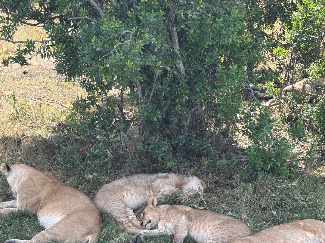 Safari Kenya Plus - Private Day Tour-马林地必去景点