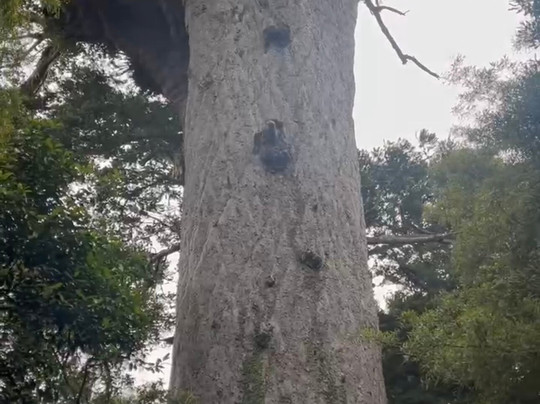 Great North Tours Limited-汉密尔顿必去景点