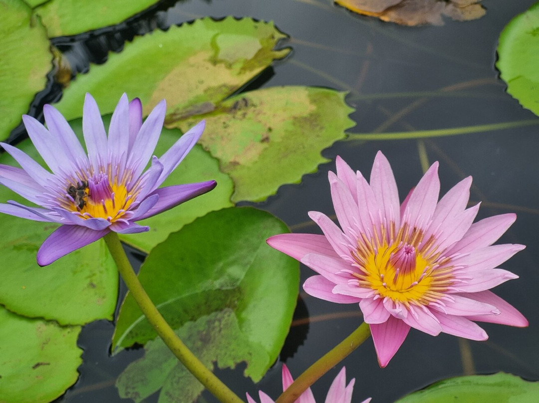 Fairdeal Car Rental-Triolet必去景点