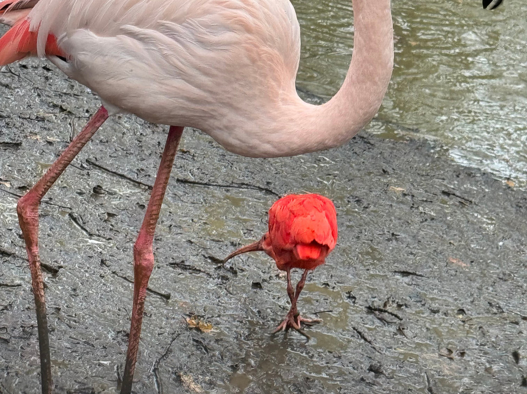 Bridlington Animal Park-布里德灵顿必去景点