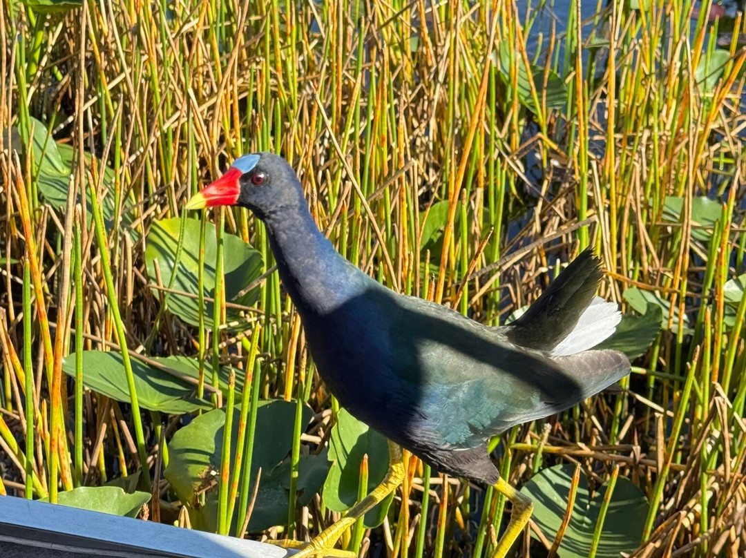 Everglades Swamp Tours-Everglades Wildlife Management Area必去景点