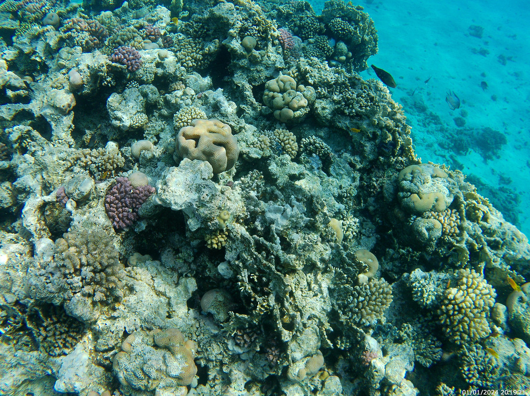 Manta Divers Sharm-沙姆沙伊赫必去景点